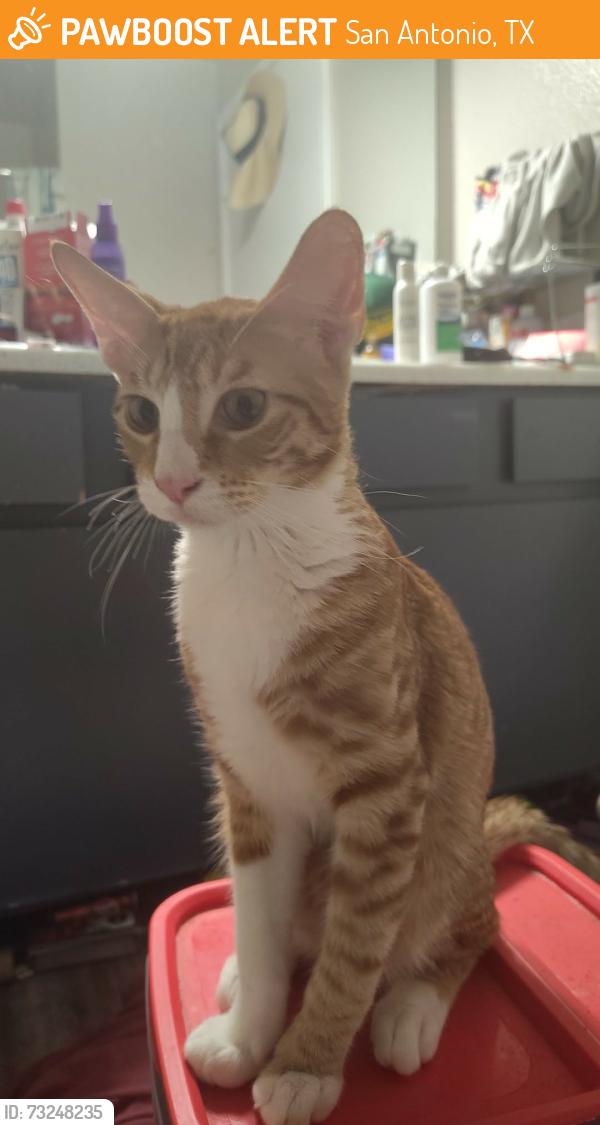 Found/Stray Male Cat last seen Lackland Airforce Base, San Antonio, TX 78242