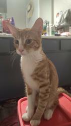 Found/Stray Male Cat last seen Lackland Airforce Base, San Antonio, TX 78242