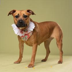 Shelter Stray Female Dog last seen Near Naturally Fresh Blvd, College Park, GA, 1251 Fulton Industrial Blvd NW, Atlanta, GA 30336, USA