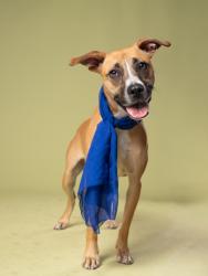 Shelter Stray Female Dog last seen Near Piedmont AVE, Atlanta, GA, 1251 Fulton Industrial Blvd NW, Atlanta, GA 30336, USA
