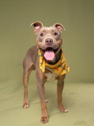 Shelter Stray Male Dog last seen Near Delowe dr t-12, Atlanta, GA, 1251 Fulton Industrial Blvd NW, Atlanta, GA 30336, USA