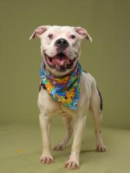 Shelter Stray Male Dog last seen Near ira st sw, Atlanta, GA, 1251 Fulton Industrial Blvd NW, Atlanta, GA 30336, USA