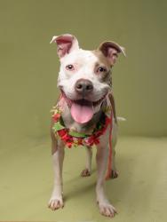 Shelter Stray Female Dog last seen Near KNIGHTON DR, Atlanta,, 1251 Fulton Industrial Blvd NW, Atlanta, GA 30336, USA