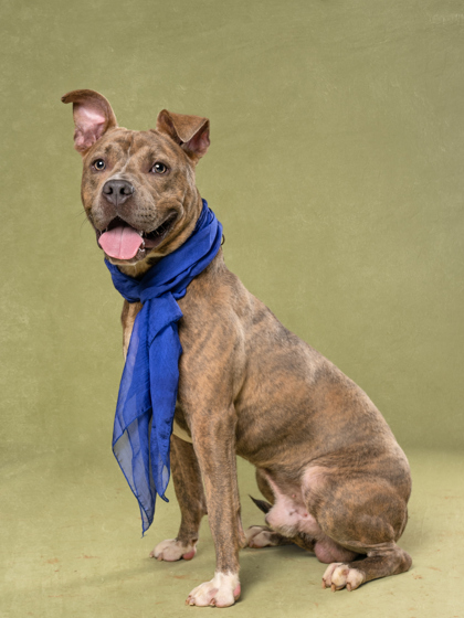 Shelter Stray Male Dog last seen Near ROCKMART DR NW, Atlanta, GA, 1251 Fulton Industrial Blvd NW, Atlanta, GA 30336, USA