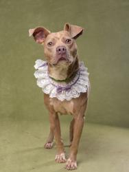 Shelter Stray Female Dog last seen Near Godby RD, College Park, GA, 1251 Fulton Industrial Blvd NW, Atlanta, GA 30336, USA