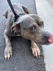 Shelter Stray Female Dog last seen Near KIMBERLY WAY SW, Atlanta, GA, 1251 Fulton Industrial Blvd NW, Atlanta, GA 30336, USA