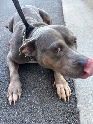 Shelter Stray Female Dog last seen Near KIMBERLY WAY SW, Atlanta, GA, 1251 Fulton Industrial Blvd NW, Atlanta, GA 30336, USA