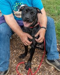 Shelter Stray Female Dog last seen Near Biffle Rd Stone Mountain GA 30088, 30088, GA, 3280 Chamblee Dunwoody Rd, Chamblee, GA 30341, USA
