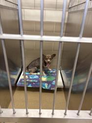 Shelter Stray Male Dog last seen Near pine tree ln, Desoto, TX, 1150 E Pleasant Run Rd, Cedar Hill, TX 75104, USA