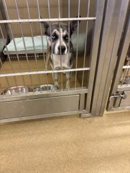 Shelter Stray Male Dog last seen Near pine tree ll, Desoto, TX, 1150 E Pleasant Run Rd, Cedar Hill, TX 75104, USA