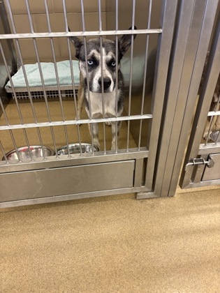 Shelter Stray Male Dog last seen Near pine tree ll, Desoto, TX, 1150 E Pleasant Run Rd, Cedar Hill, TX 75104, USA