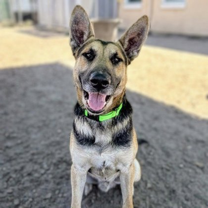 Shelter Stray Male Dog last seen Sequoyah Hill rd, Oakland,, 1101 29th Ave, Oakland, CA 94601, USA