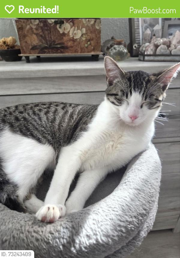 Reunited Male Cat last seen Wedgway, Fort Worth, TX 76133