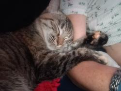 Lost Female Cat last seen 61st near subway, Park City, KS 67219