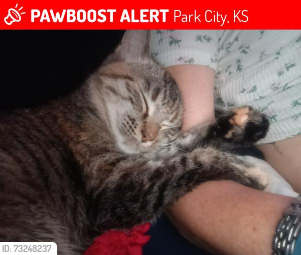 Lost Female Cat last seen 61st near subway, Park City, KS 67219