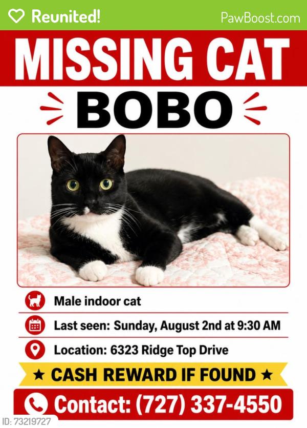 Reunited Male Cat last seen Near Ridge Top Dr. New Port Richey, FL 34655, New Port Richey, FL 34655