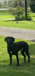 Found/Stray Male Dog last seen Old Mocksville Road, Salisbury, NC 28144