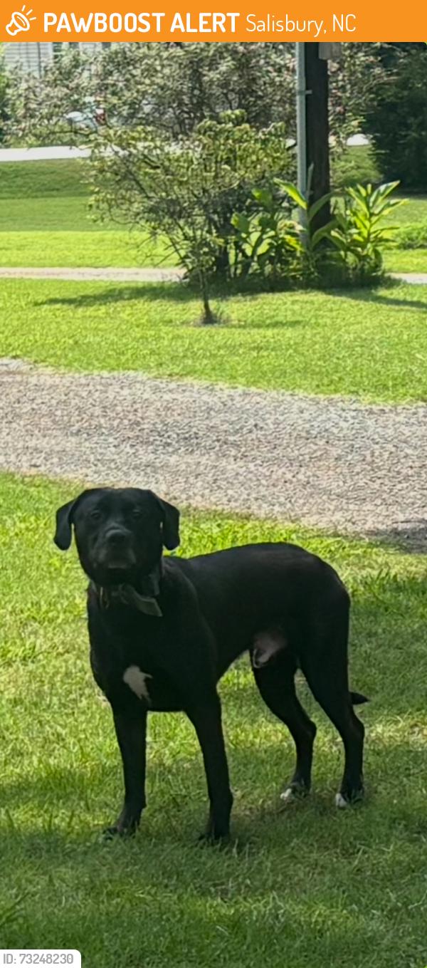 Found/Stray Male Dog last seen Old Mocksville Road, Salisbury, NC 28144