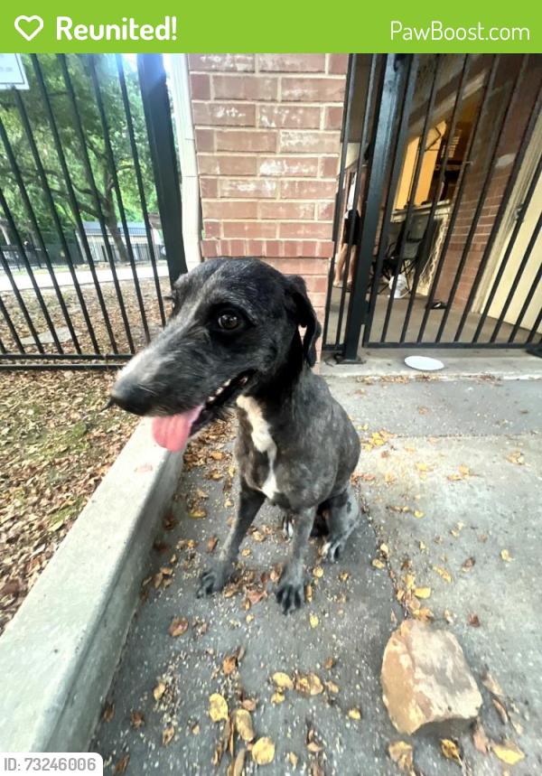 Reunited Male Dog last seen Kings River Pool, Atascocita, TX 77346