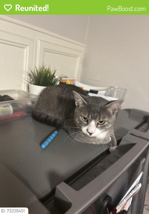 Reunited Male Cat last seen Near Valley Oak Drive in an open field, Clemmons, NC 27012