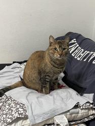 Lost Female Cat last seen crenshaw, Gardena, CA 90249