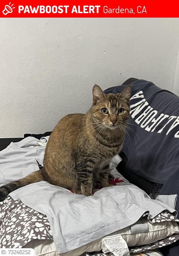 Lost Female Cat last seen crenshaw, Gardena, CA 90249