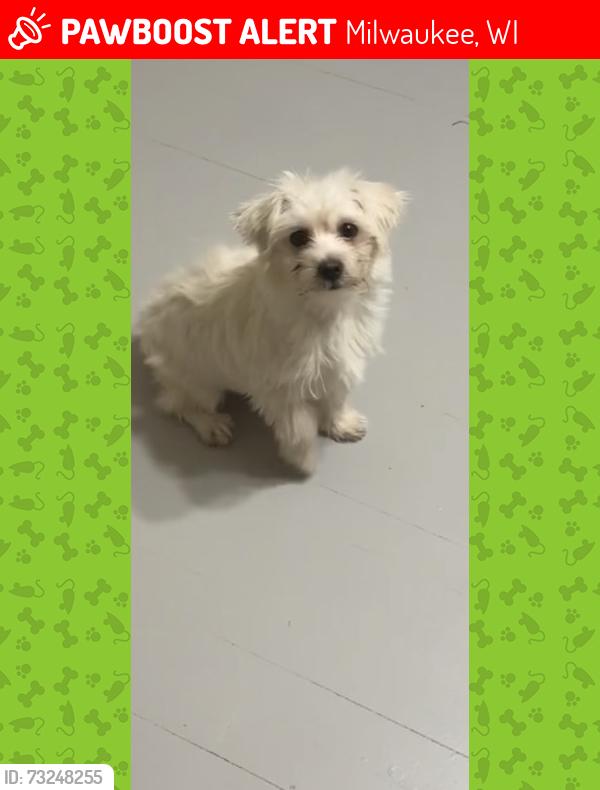 Lost Male Dog last seen Wright st, Milwaukee, WI 53216