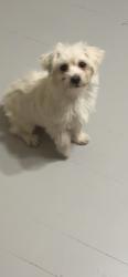 Lost Male Dog last seen Wright st, Milwaukee, WI 53216