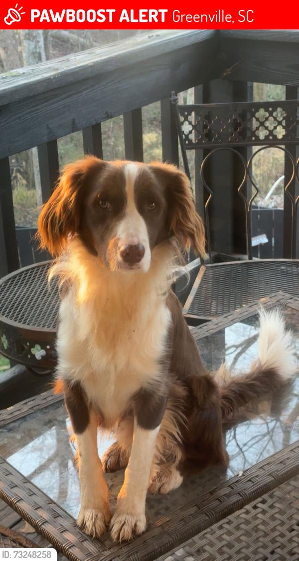 Lost Male Dog last seen My hse, Greenville, SC 29611