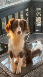 Lost Male Dog last seen My hse, Greenville, SC 29611