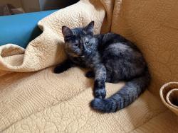 Found/Stray Female Cat last seen Honeysuckle and fayson lakes, Kinnelon, NJ 07405