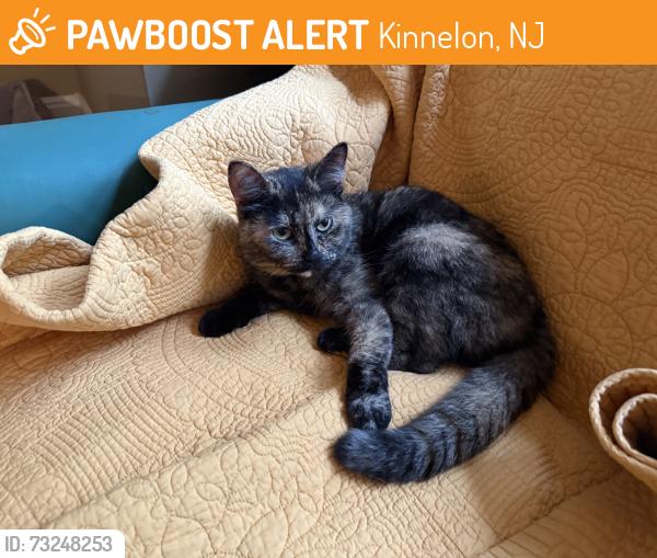 Found/Stray Female Cat last seen Honeysuckle and fayson lakes, Kinnelon, NJ 07405