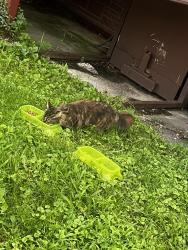 Found/Stray Unknown Cat last seen 20th Ave Kenosha wi, Kenosha, WI 53144
