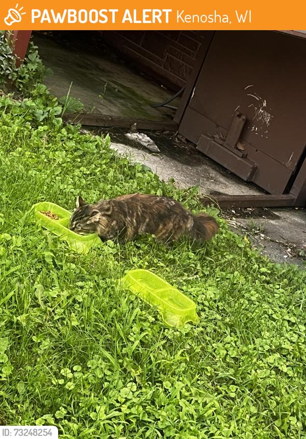 Found/Stray Unknown Cat last seen 20th Ave Kenosha wi, Kenosha, WI 53144