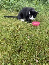 Found/Stray Unknown Cat last seen Pheasant Ridge Drive in Montrose MN, Montrose, MN 55363