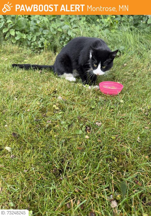 Found/Stray Unknown Cat last seen Pheasant Ridge Drive in Montrose MN, Montrose, MN 55363