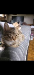 Lost Male Cat last seen Falls rd, Millers, MD 21102