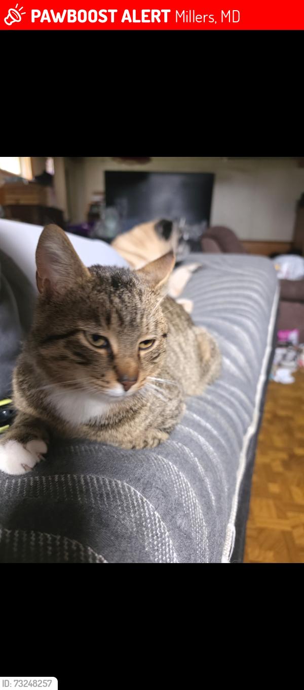 Lost Male Cat last seen Falls rd, Millers, MD 21102