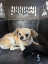 Reunited Male Dog last seen Spruce & Myrtle, Santa Ana, CA 92703