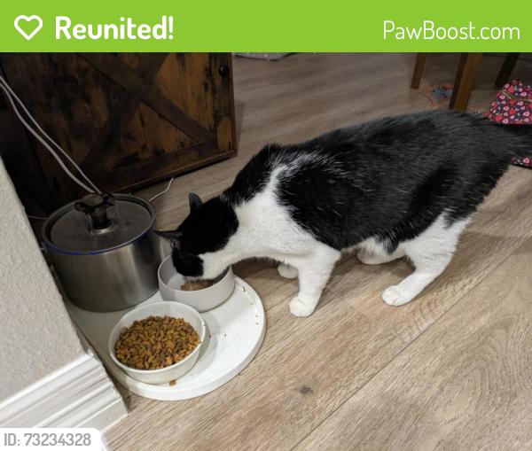 Reunited Male Cat last seen Near Morris Ct in Pearland, Pearland, TX 77584