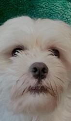 Reunited Male Dog last seen Near Secaucus road, Jersey City, NJ 07307