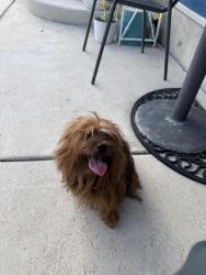 Found/Stray Male Dog last seen Somerset road, San Antonio, TX 78211