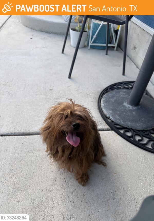 Found/Stray Male Dog last seen Somerset road, San Antonio, TX 78211