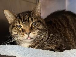 Shelter Stray Female Cat last seen Near Astor Avenue, BRONX, NY, 10467, 326 E 110th St, New York, NY 10029, USA