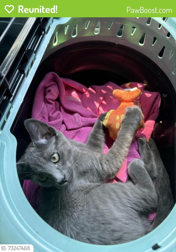 Reunited Male Cat last seen Between Hearst Ave and Delaware St, Berkeley, CA 94710