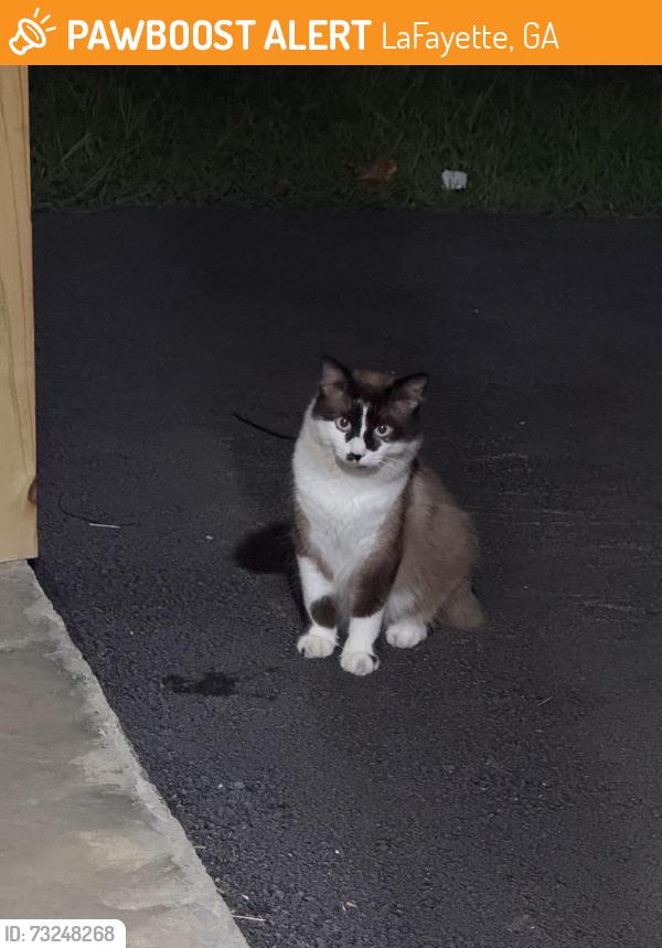 Found/Stray Unknown Cat last seen Near HWY 27 in Lafayette, Ga, LaFayette, GA 30728