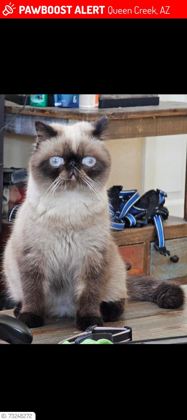Lost Male Cat last seen Silverdale, brenner pass, Queen Creek, AZ 85144