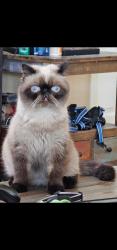Lost Male Cat last seen Silverdale, brenner pass, Queen Creek, AZ 85144