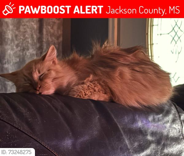 Lost Female Cat last seen Got out from home, Jackson County, MS 39562
