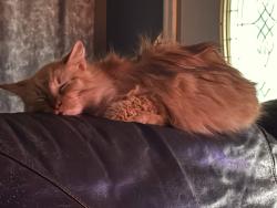 Lost Female Cat last seen Got out from home, Jackson County, MS 39562